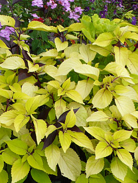 Coleus