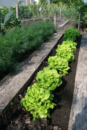 Vegetable garden