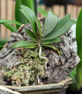 A tiny orchid trained to grow on a piece of bark