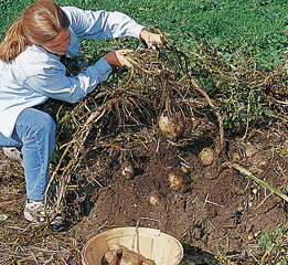 harvesting potatoes