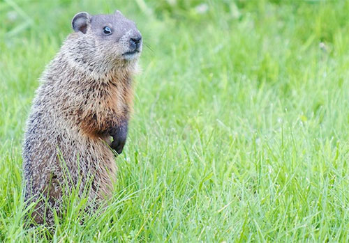 Woodchuck