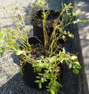 Potatoes, ready for harvest