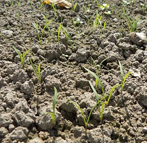 Carrot seedlings