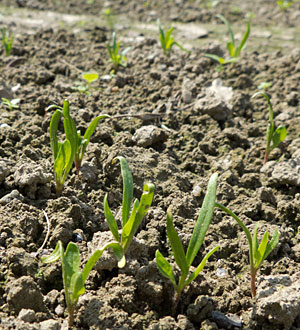 Spinach seedlings