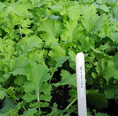 Broccoli raab