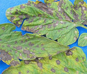 Septoria leaf spot