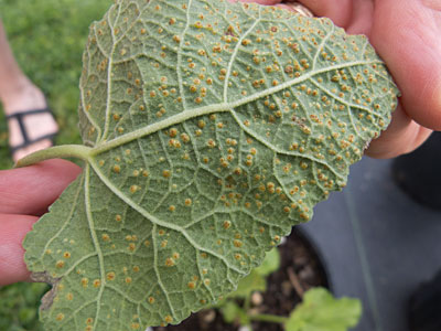 Rust on a hollyhock leaf