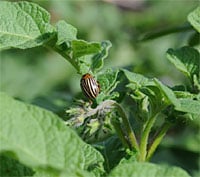 Colorado Potato Beetle