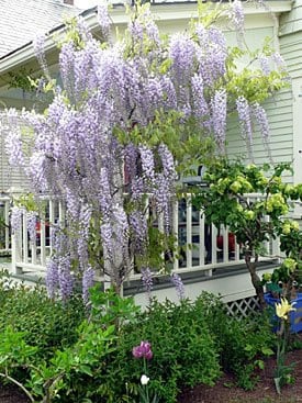 Wisteria