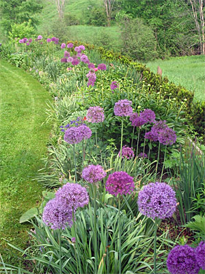 allium in a border landscape