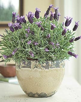 Lavender plant