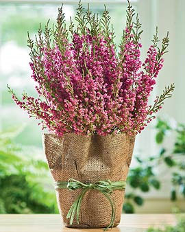 Heather Plant