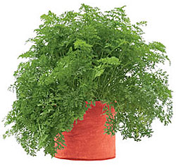 Grow Bag with carrots