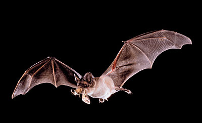 Bat