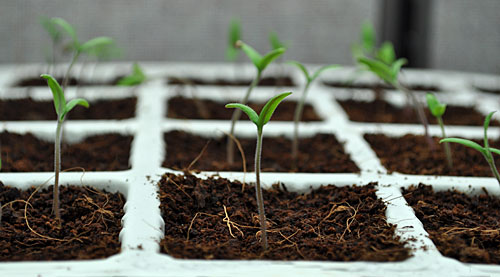 Seedstarting with Eco-co Coir