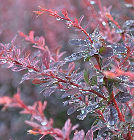 Invasive barberry