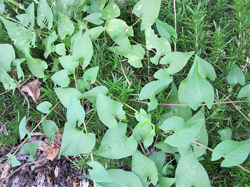 Bindweed 