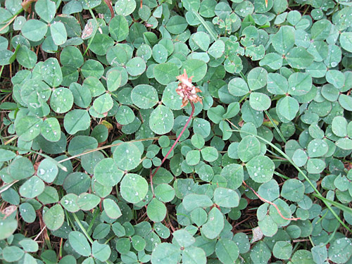 White clover