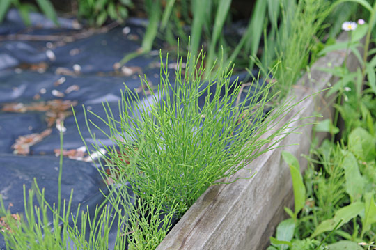 Horsetail 