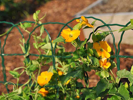 Black-eyed Susan vine along a fence