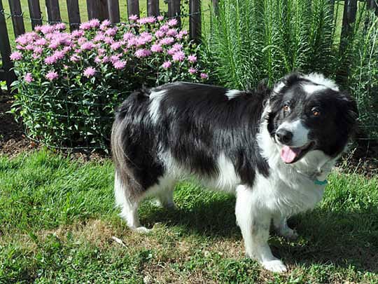 fence discourages neighborhood dogs from inadvertently damaging plants