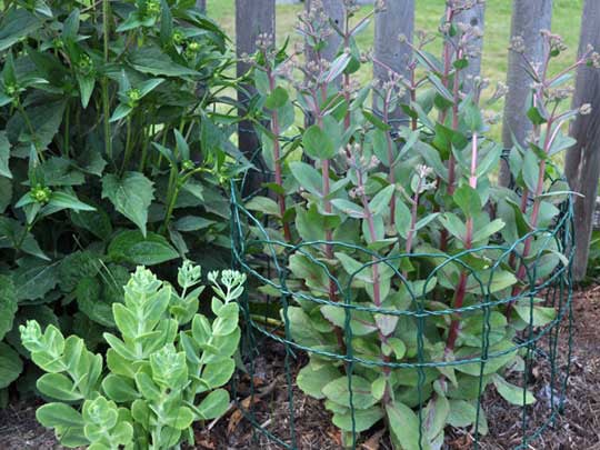 Wrapping a section of border fence around plants