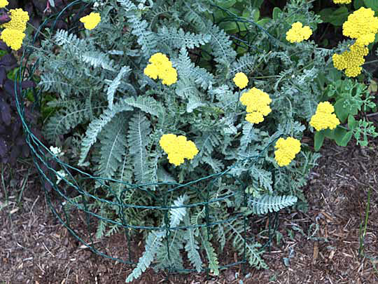 Fencing preventing flopping of yellow flowers