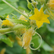 Cucumber blossom