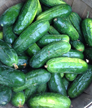 Cucumbers