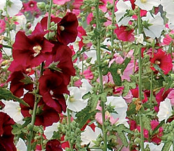 Outhouse hollyhocks