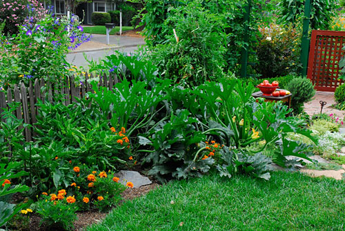 peppers, tomato plants and zuccini in front of a low fence 