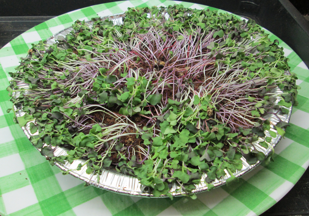 Microgreens