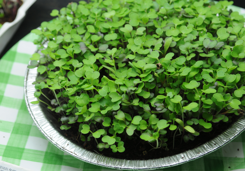 How to Grow Microgreens