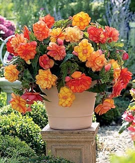 Golden Wave Begonia