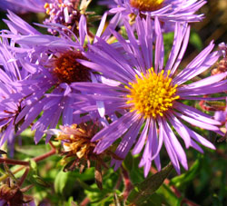 Asters