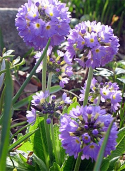 Primula