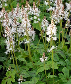 Tiarella