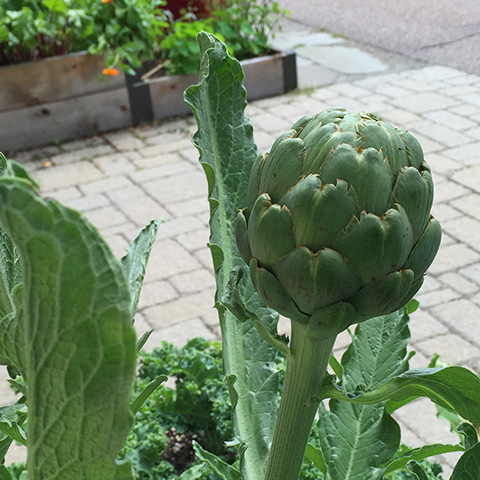 Artichoke