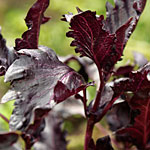 Purple Ruffles basil