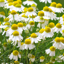 Roman chamomile