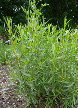 French tarragon