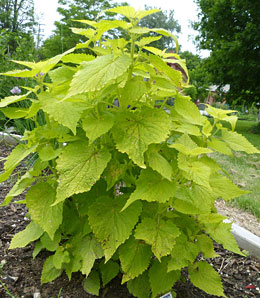 Golden Jubilee hyssop