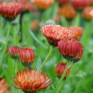 Calendula