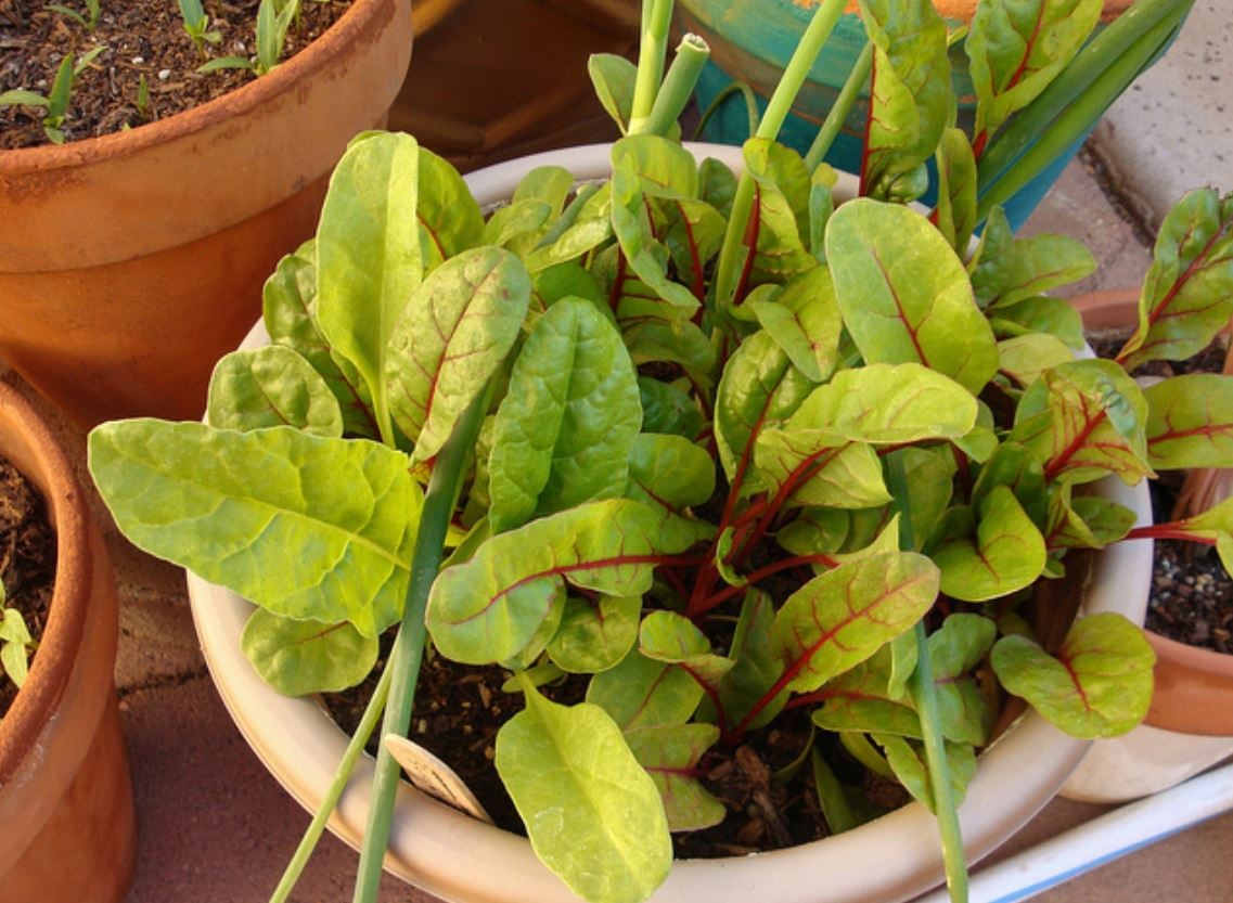 Chard in a windowbox