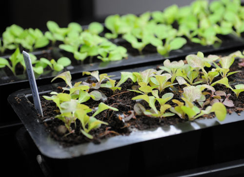 growing lettuce indoors