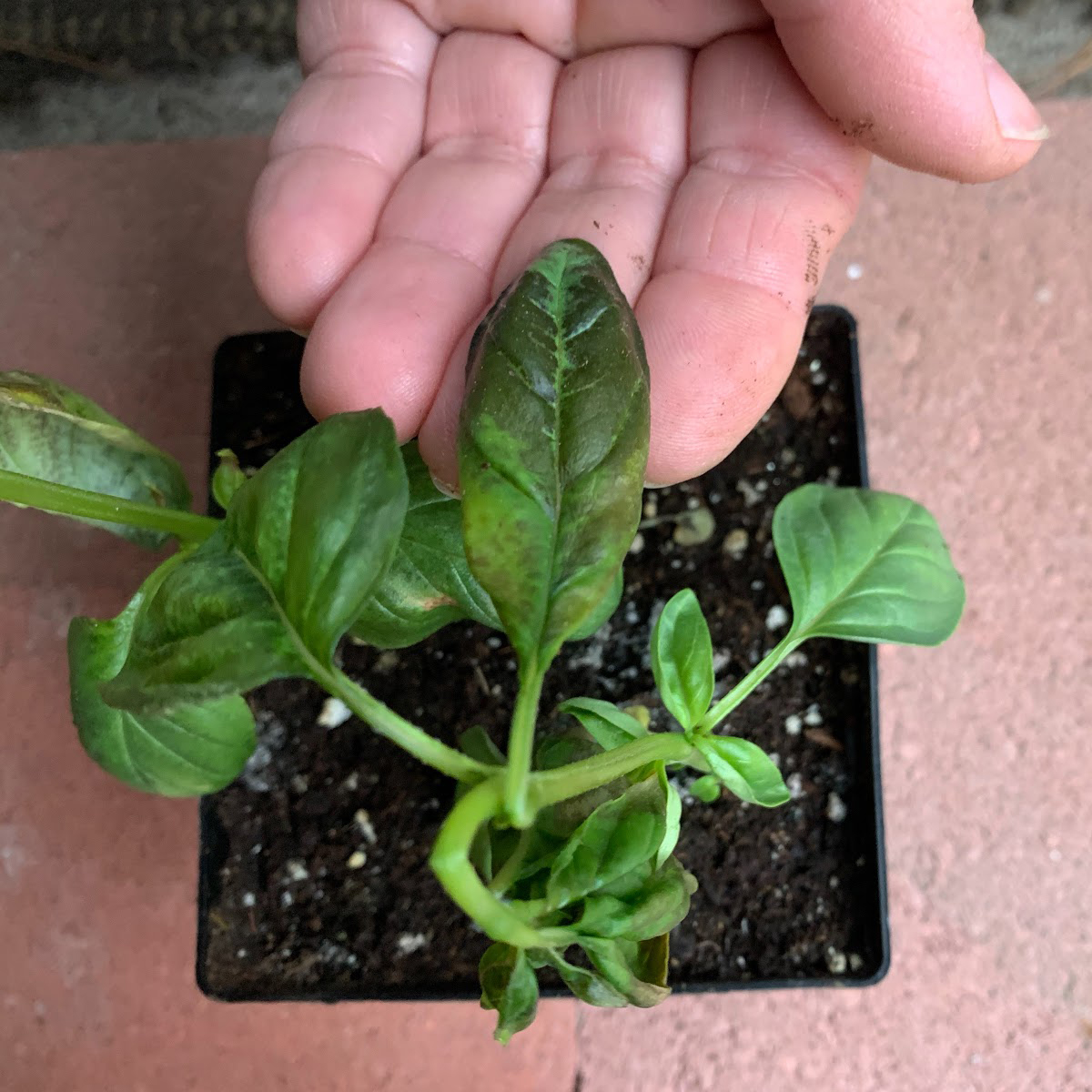 Chill damage on basil seedling