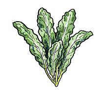 Kale