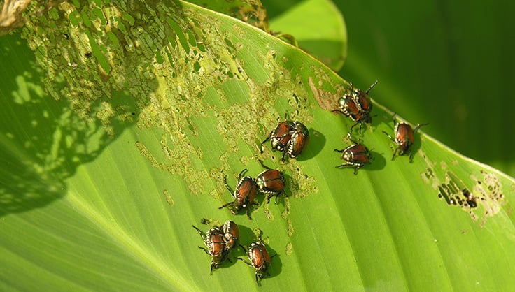 Japanese beetle