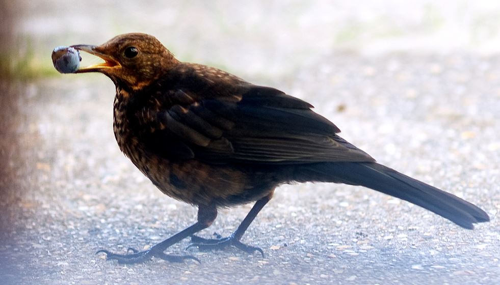 Blackbird with Blueberry