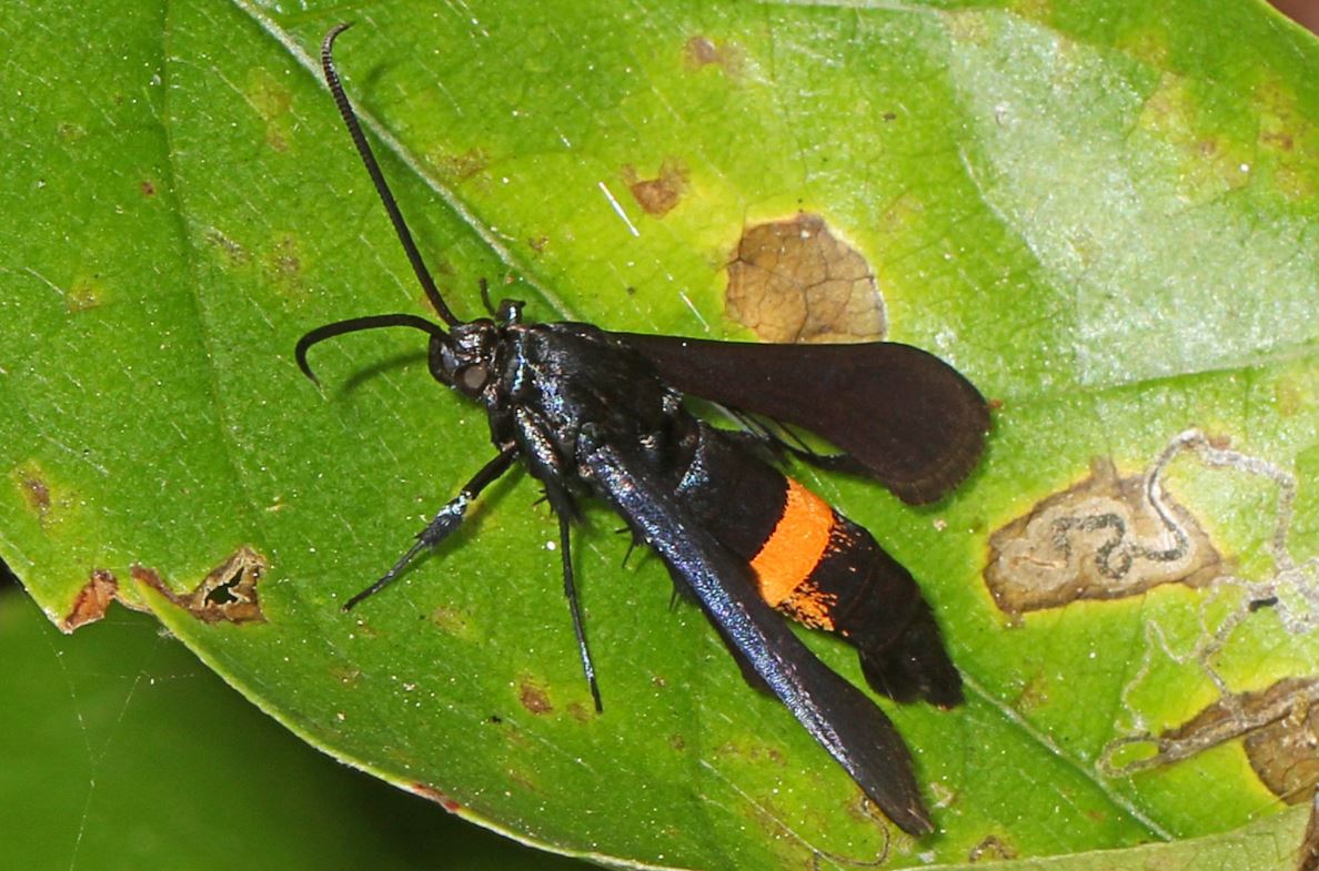 peachtree borer Synanthedon exitiosa 